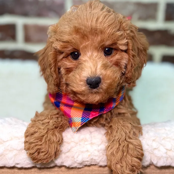 Mini Labradoodle 2nd Gen image