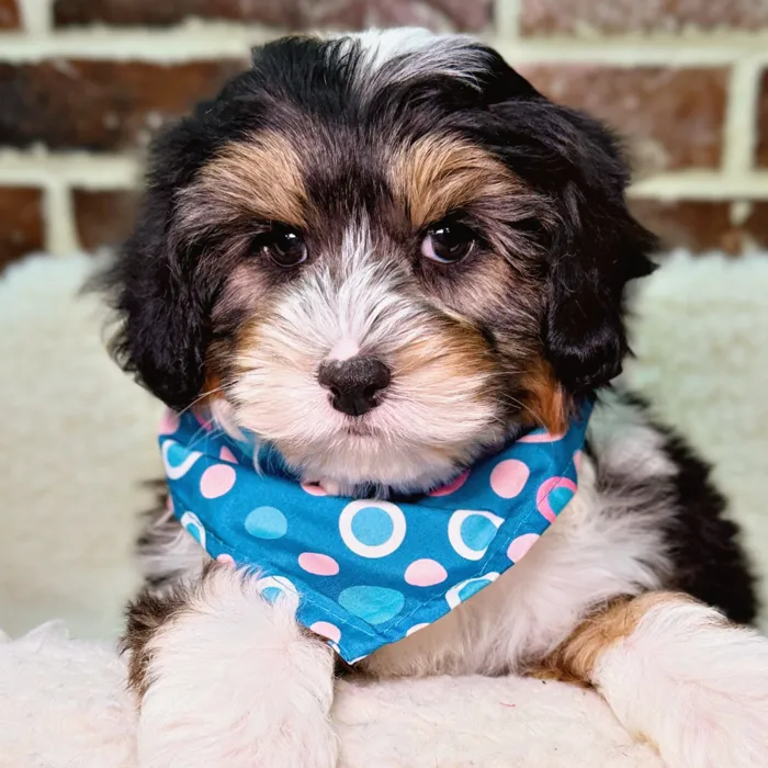 Mini Aussiedoodle 2nd Gen image
