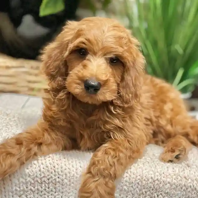 Mini Irishdoodle 2nd Gen image