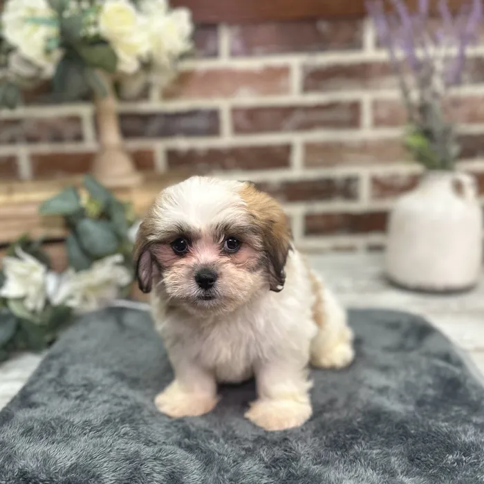 Female Shih Tzu / Bichon puppy for sale at Shake A Paw Union.
