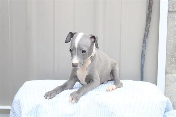 Male Italian Greyhound puppy for sale at Shake A Paw Green Brook.
