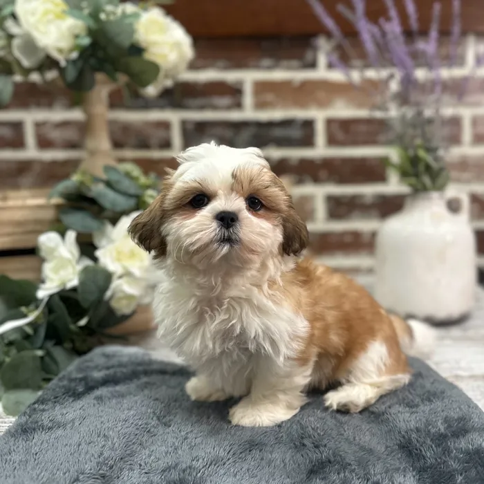 Female Shih Tzu puppy for sale at Shake A Paw Union.