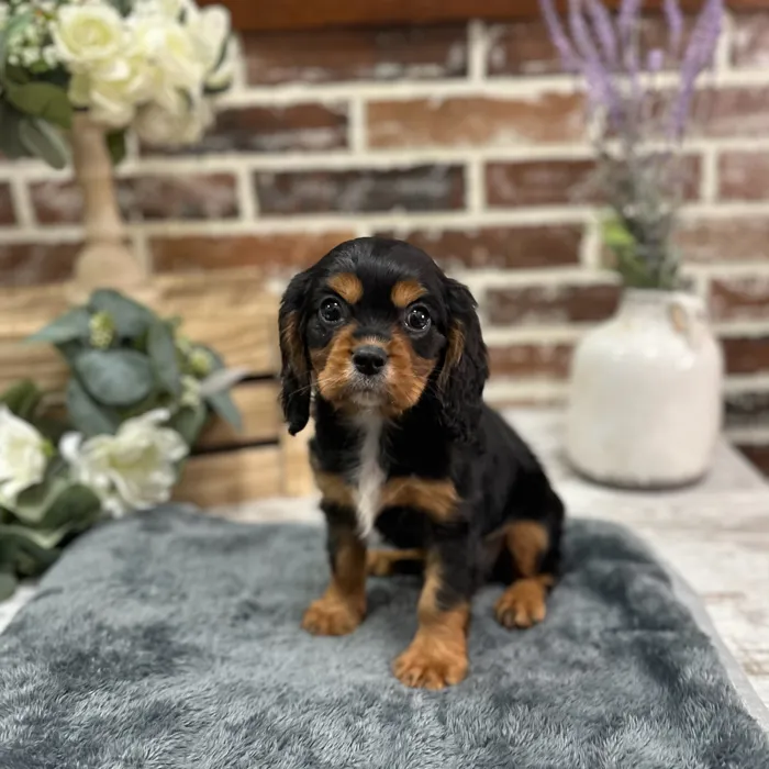 Male Cavalier King Charles Spaniel puppy for sale at Shake A Paw Union.
