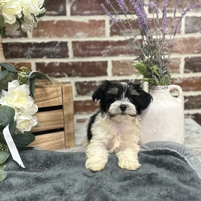 Female Havanese puppy for sale at Shake A Paw Union.