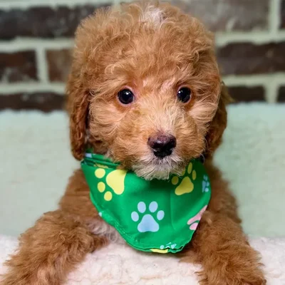 Male Mini Goldendoodle 2Nd Gen puppy for sale at Shake A Paw Union.
