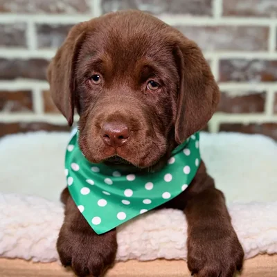 Male Labrador Retriever puppy for sale at Shake A Paw Union.