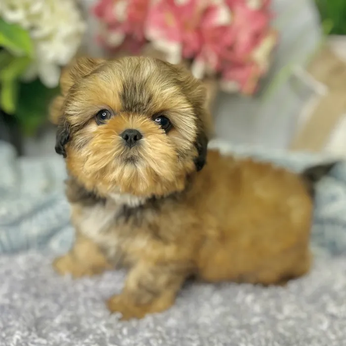 Female Shih Tzu puppy for sale at Shake A Paw Green Brook.