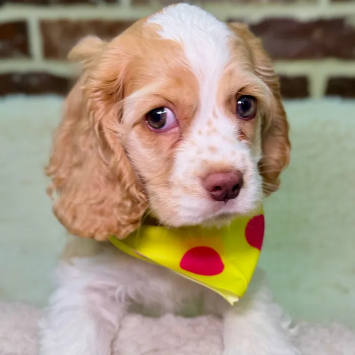 Female Cocker Spaniel puppy for sale at Shake A Paw Union.