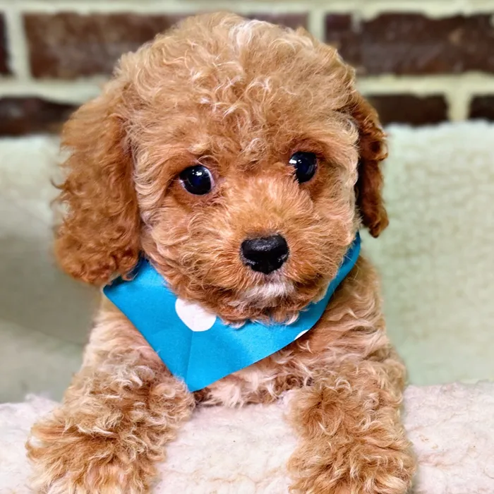 Male Cavapoo puppy for sale at Shake A Paw Union.