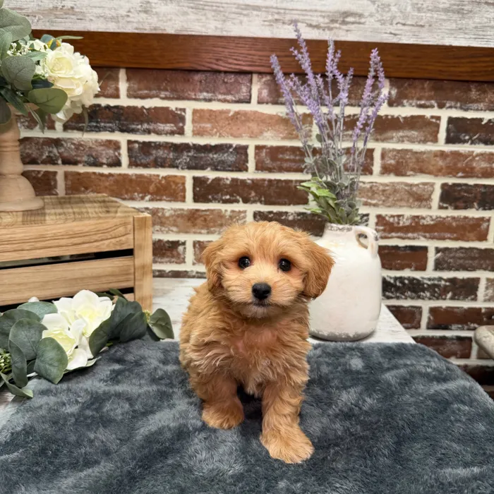 Male Maltipoo puppy for sale at Shake A Paw Union.