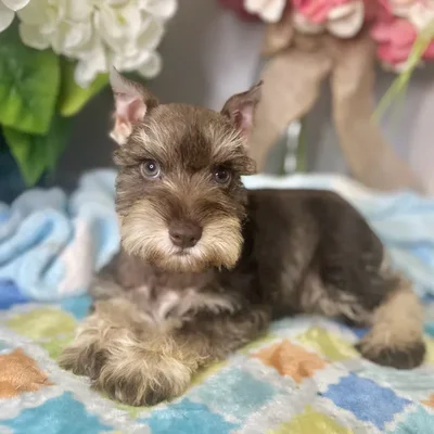 Male Mini Schnauzer puppy for sale at Shake A Paw Green Brook.