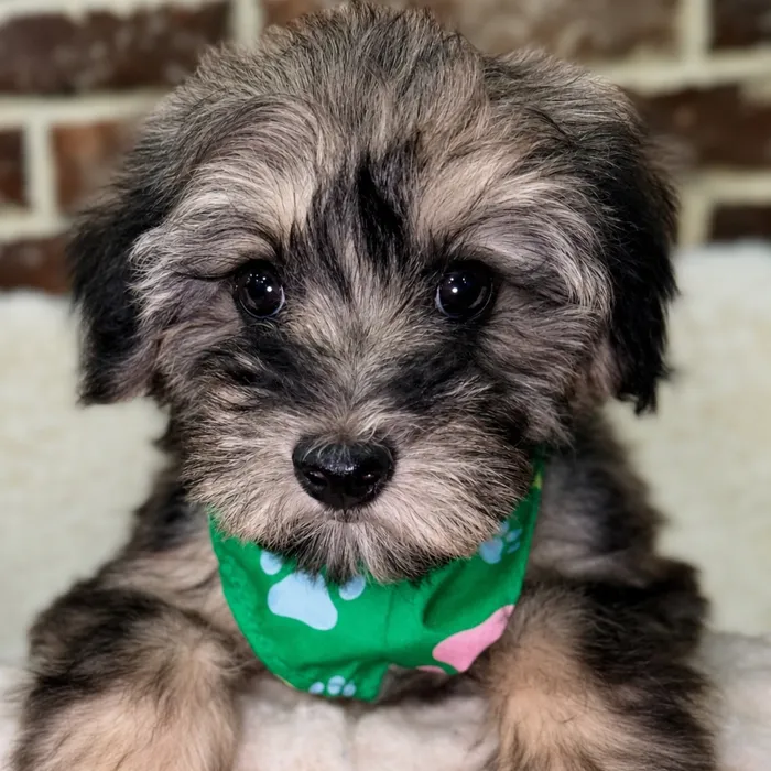 Male Havanese / Poodle puppy for sale at Shake A Paw Union.
