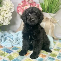 Female Mini Goldendoodle puppy for sale at Shake A Paw Green Brook.