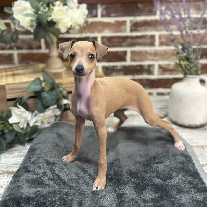 Female Italian Greyhound puppy for sale at Shake A Paw Union.