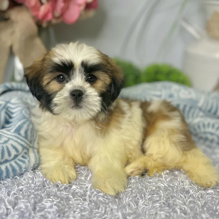 Male Havanese / Shih Tzu puppy for sale at Shake A Paw Green Brook.