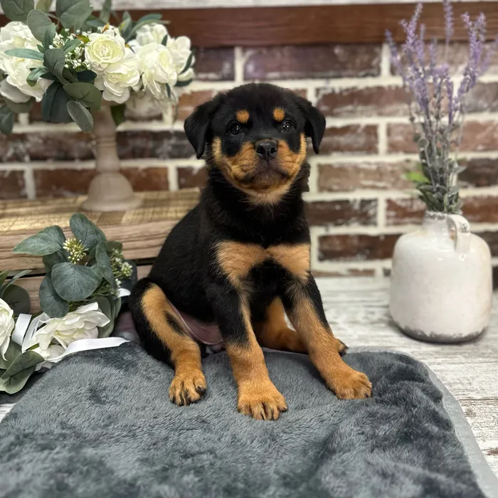 Female Rottweiler puppy for sale at Shake A Paw Union.