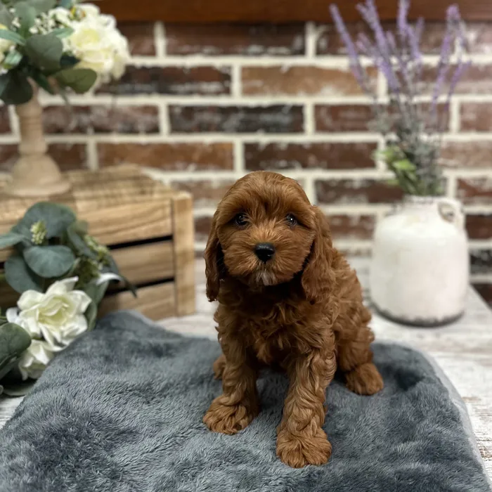 Female Cavapoo puppy for sale at Shake A Paw Union.