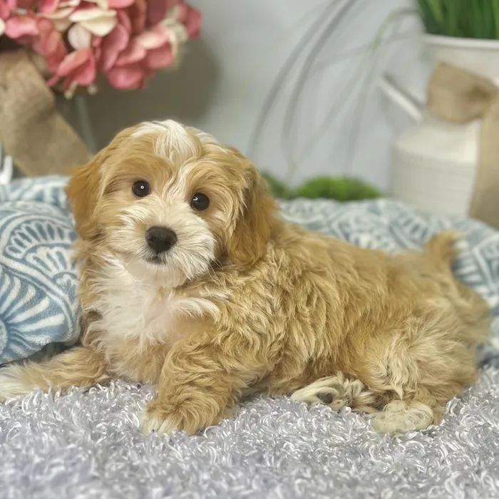 Male Maltipoo puppy for sale at Shake A Paw Green Brook.