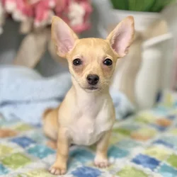 Female Chihuahua puppy for sale at Shake A Paw Green Brook.