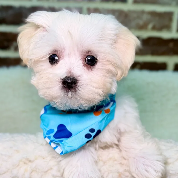 Male Maltese puppy for sale at Shake A Paw Union.