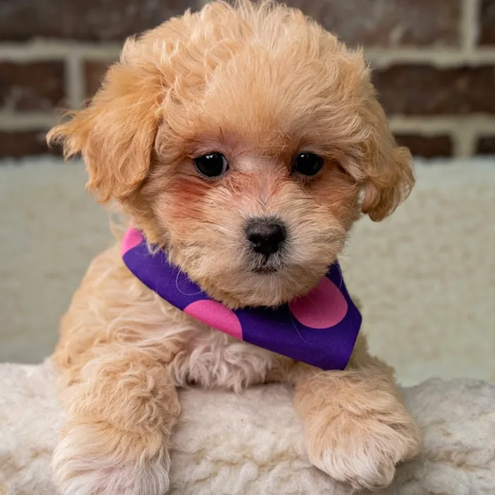 Female Maltipoo puppy for sale at Shake A Paw Union.