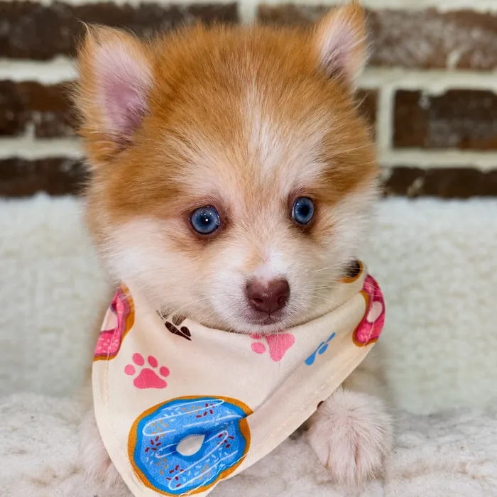 Male Pomsky 2Nd Gen puppy for sale at Shake A Paw Union.