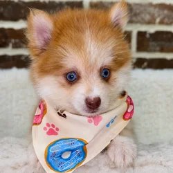 Male Pomsky 2Nd Gen puppy for sale at Shake A Paw Union.