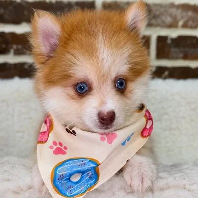 Male Pomsky 2Nd Gen puppy for sale at Shake A Paw Union.