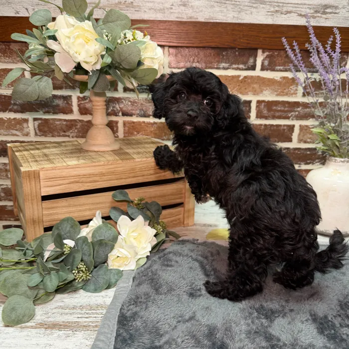 Female Havanese / Poodle puppy for sale at Shake A Paw Union.