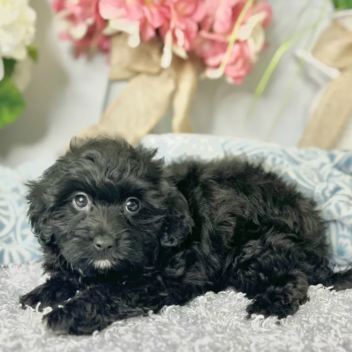 Female Havanese / Poodle puppy for sale at Shake A Paw Green Brook.