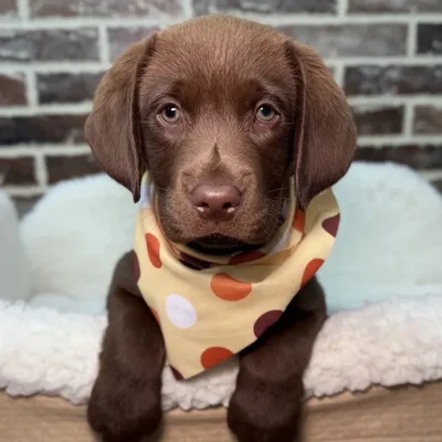 Male Labrador Retriever puppy for sale at Shake A Paw Union.