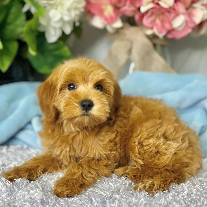 Male Mini Goldendoodle 2Nd Gen puppy for sale at Shake A Paw Green Brook.