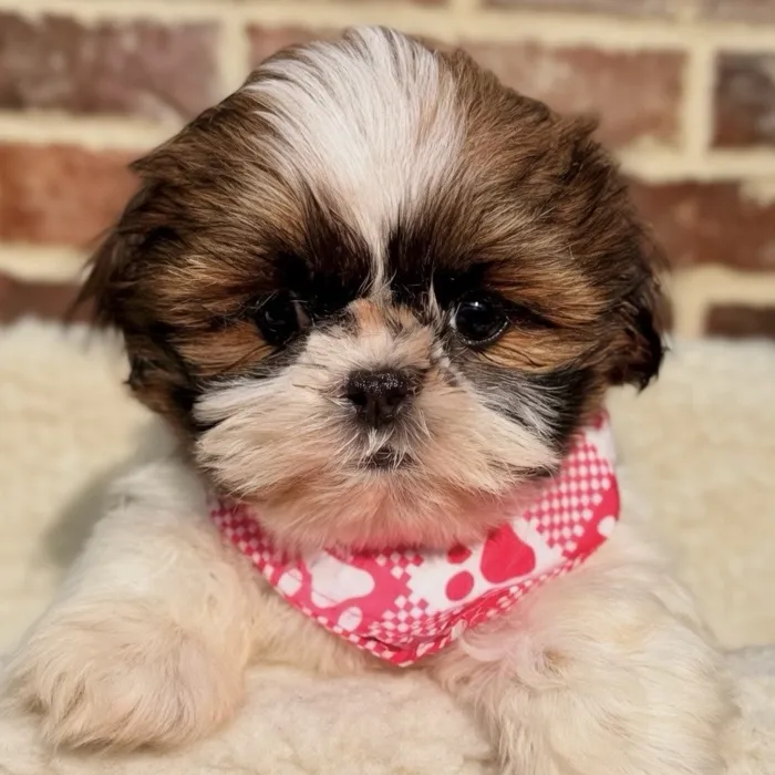 Female Shih Tzu puppy for sale at Shake A Paw Union.