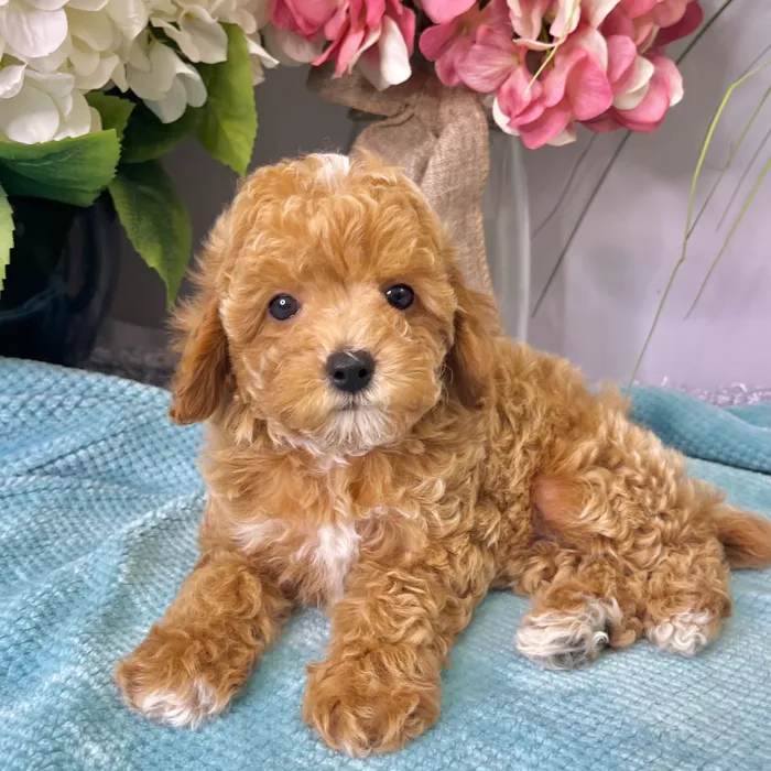 Female Bichon / Poodle puppy for sale at Shake A Paw Green Brook.