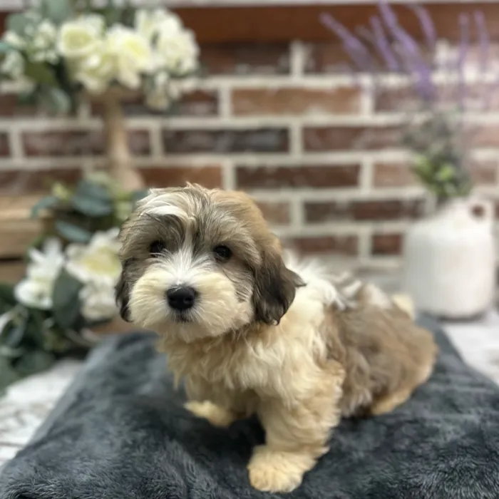 Male Havanese puppy for sale at Shake A Paw Union.