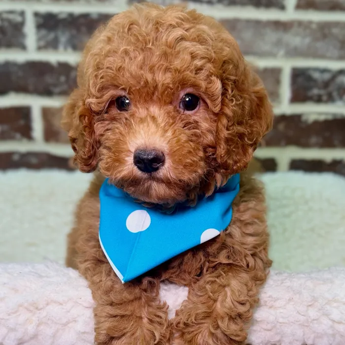Male Poodle puppy for sale at Shake A Paw Union.