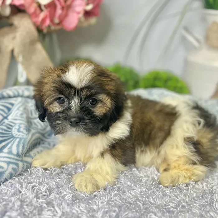 Female Havanese / Shih Tzu puppy for sale at Shake A Paw Green Brook.