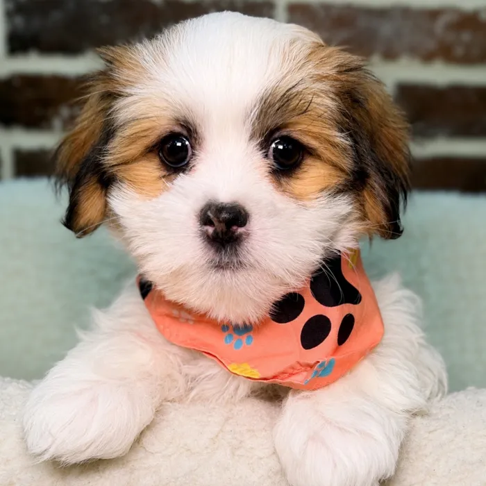 Female Maltese / Shih Tzu puppy for sale at Shake A Paw Union.