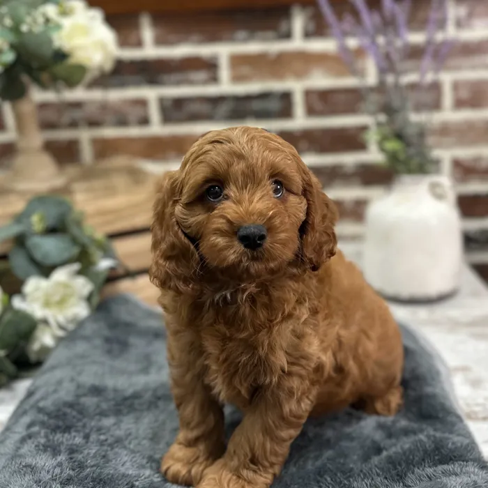 Male Cavapoo puppy for sale at Shake A Paw Union.