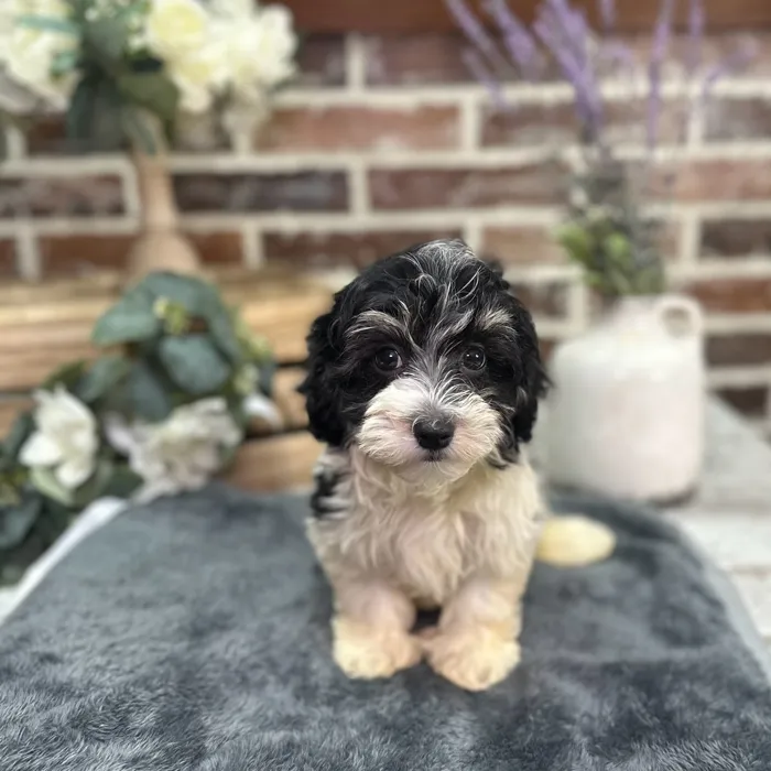 Male Havanese puppy for sale at Shake A Paw Union.