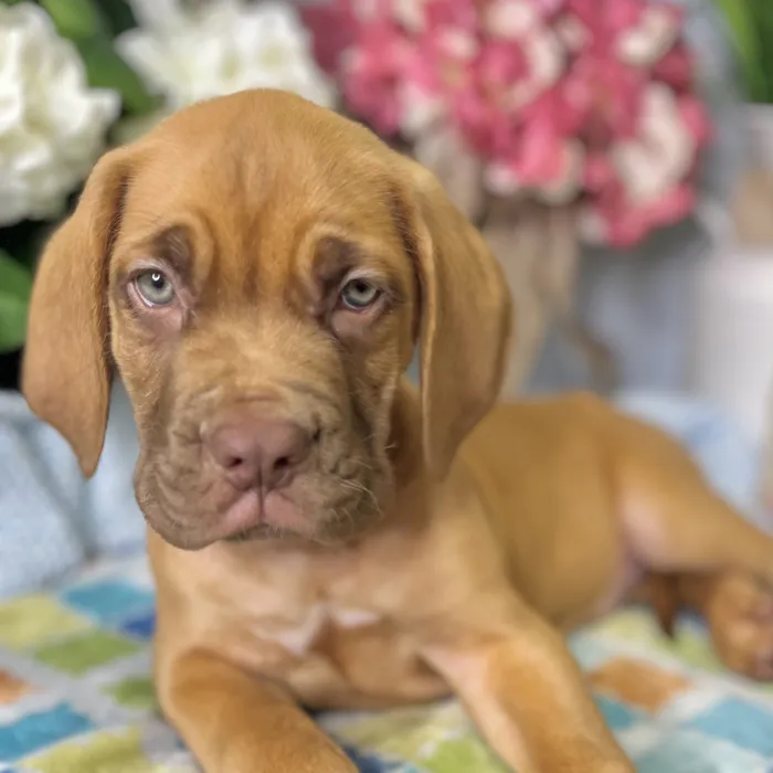Male Dogue De Bordeaux puppy for sale at Shake A Paw Green Brook.
