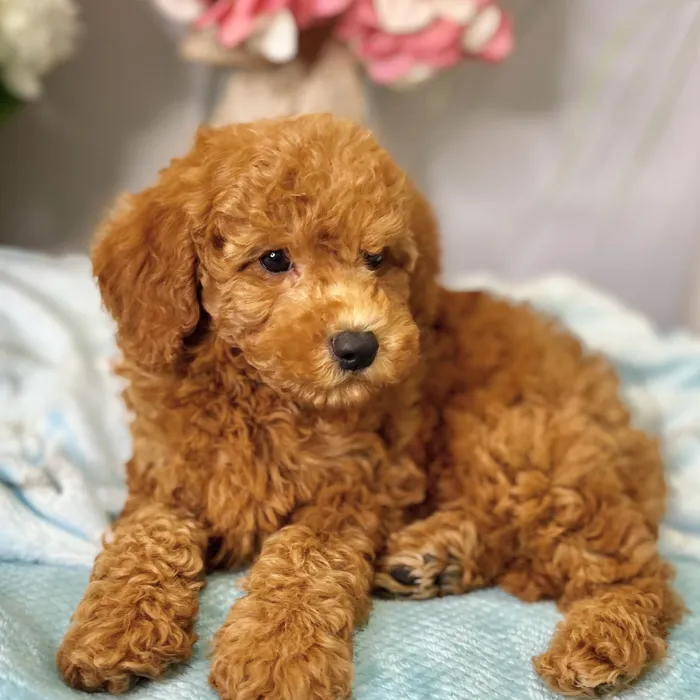 Male Mini Goldendoodle 2Nd Gen puppy for sale at Shake A Paw Green Brook.
