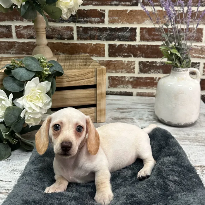 Female Dachshund puppy for sale at Shake A Paw Union.