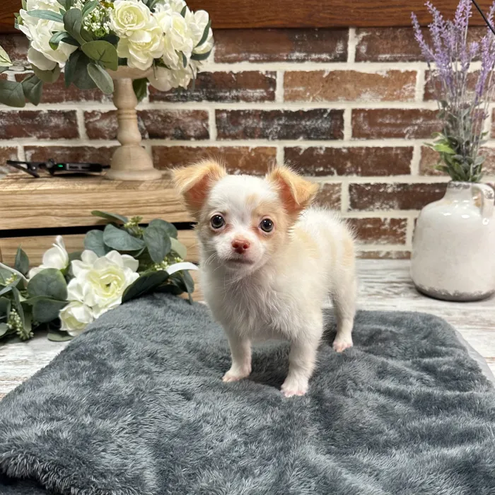 Male Chihuahua puppy for sale at Shake A Paw Union.