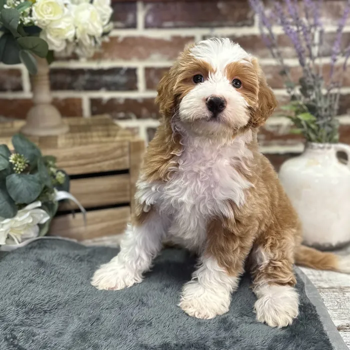Male Mini Bernedoodle 2Nd Gen puppy for sale at Shake A Paw Union.
