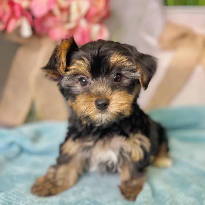 Male Yorkshire Terrier puppy for sale at Shake A Paw Green Brook.