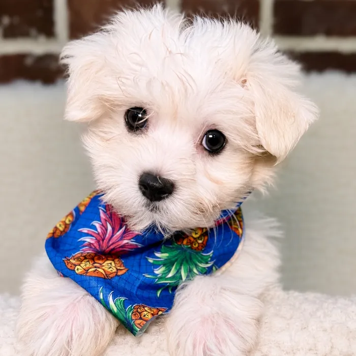 Male Coton De Tulear puppy for sale at Shake A Paw Union.