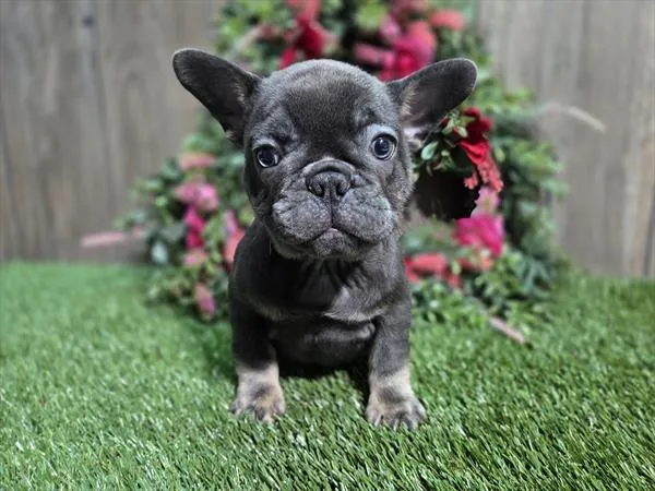 Male French Bulldog puppy for sale at Shake A Paw Union.
