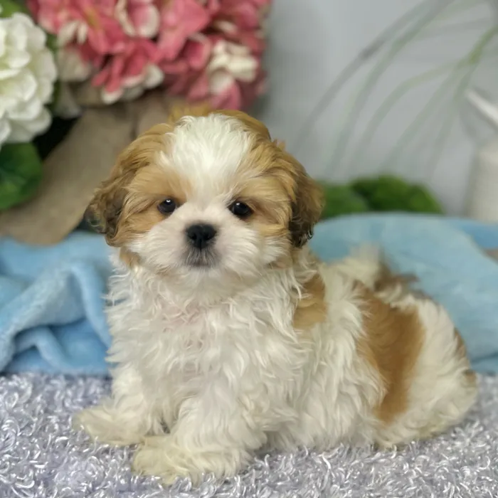 Male Shih Tzu puppy for sale at Shake A Paw Green Brook.