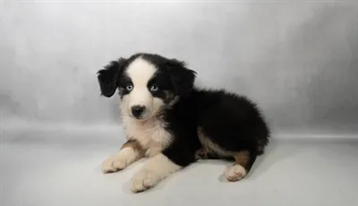 Female Hybrid puppy for sale at Shake A Paw Union.